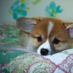 Reddybook Review: Transforming Digital Learning with Cutting‑Edge Features and Laser247 Integration