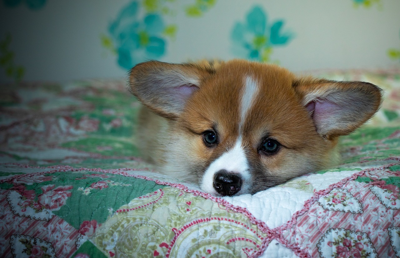 Reddybook Review: Transforming Digital Learning with Cutting‑Edge Features and Laser247 Integration